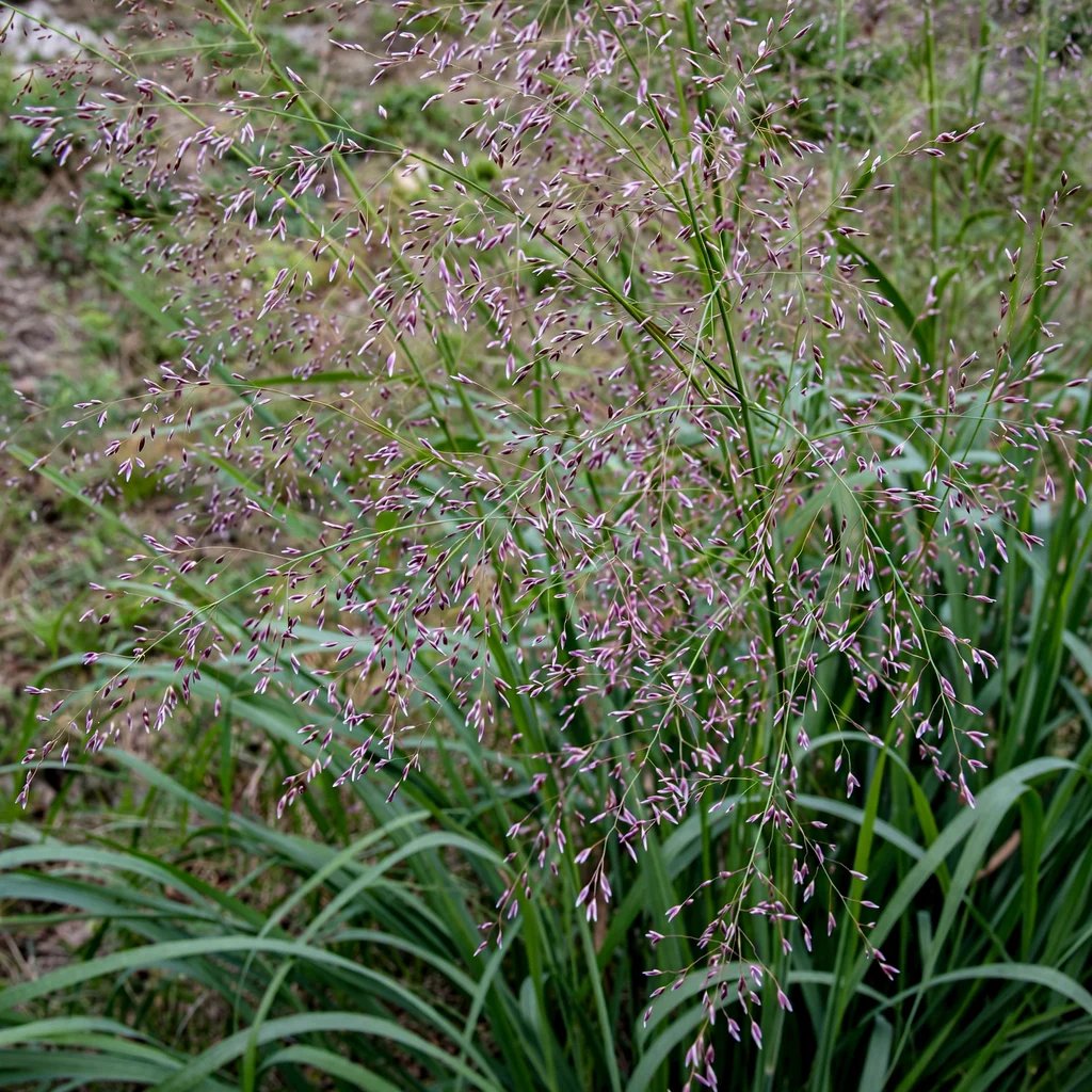 Eragrostis trichodes