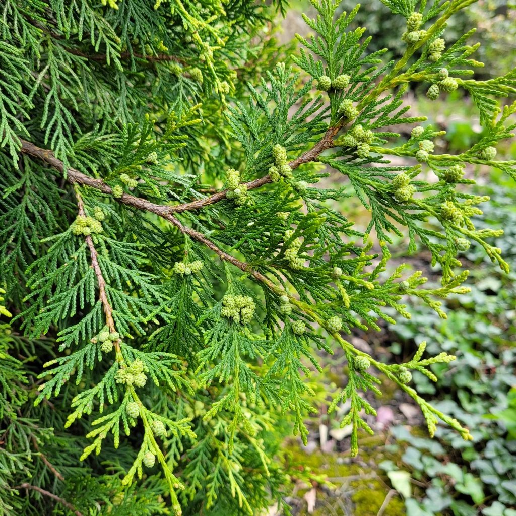 Thuja occidentalis 'Brabant'