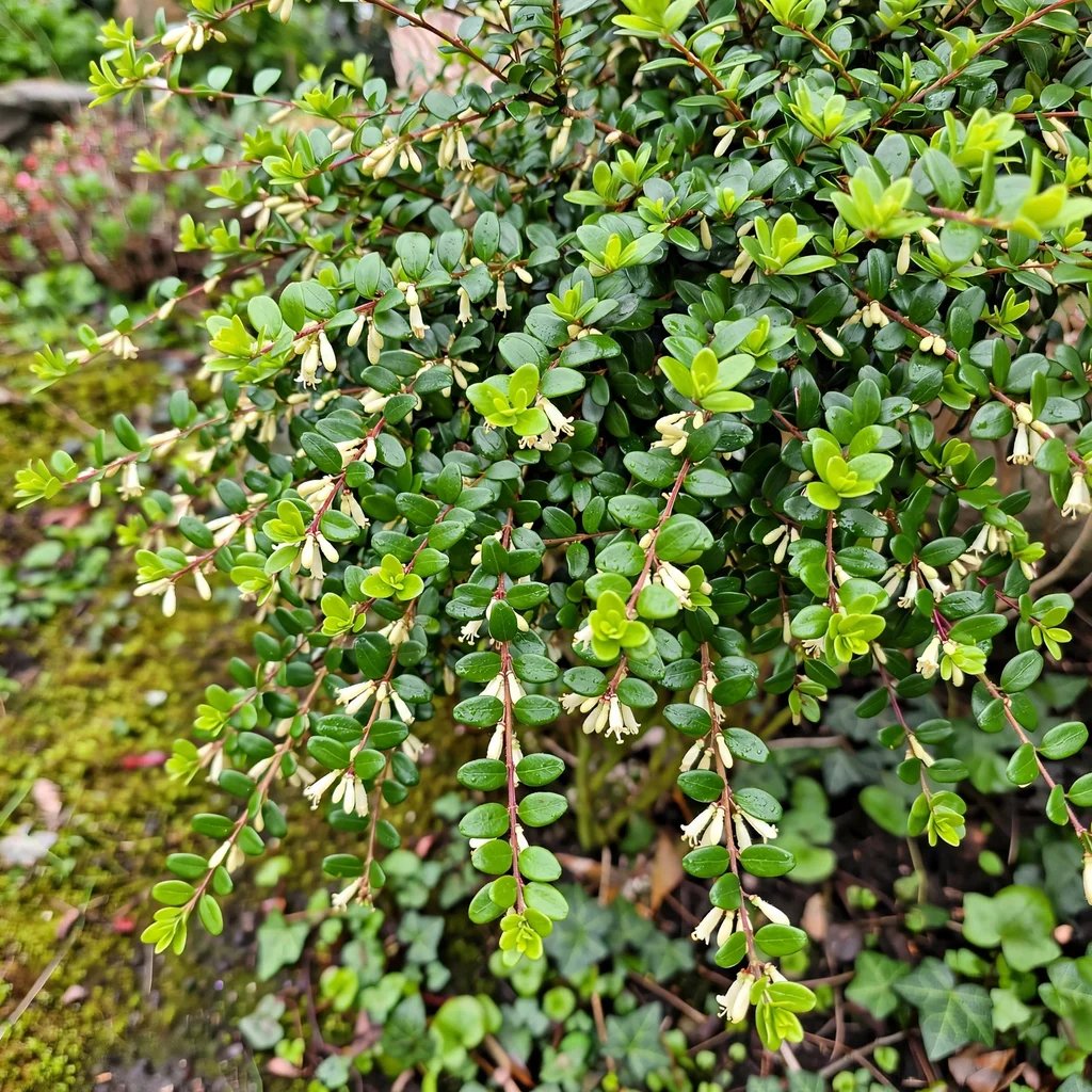 Lonicera nitida 'Maigrün'