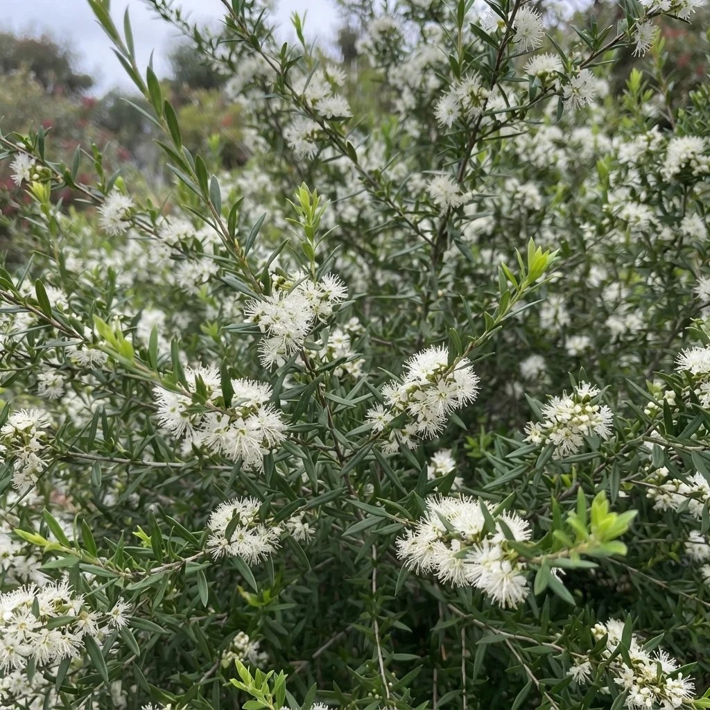 Kunzea leptospermoides