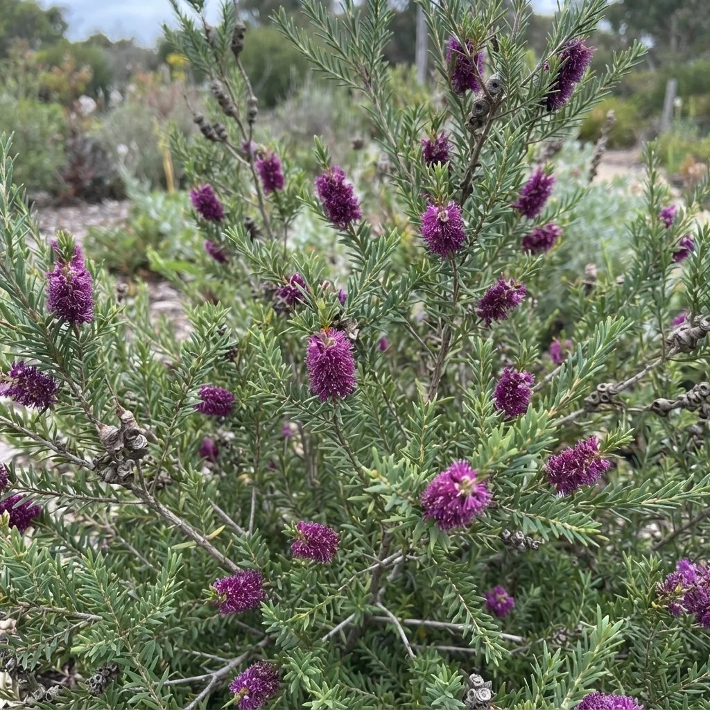 Melaleuca decussata