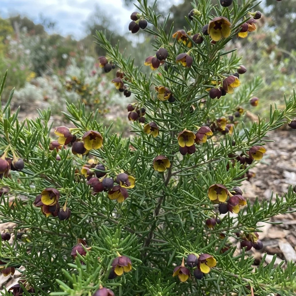 Boronia megastigma