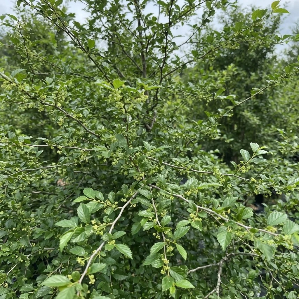 Ulmus parvifolia 'Bosque'