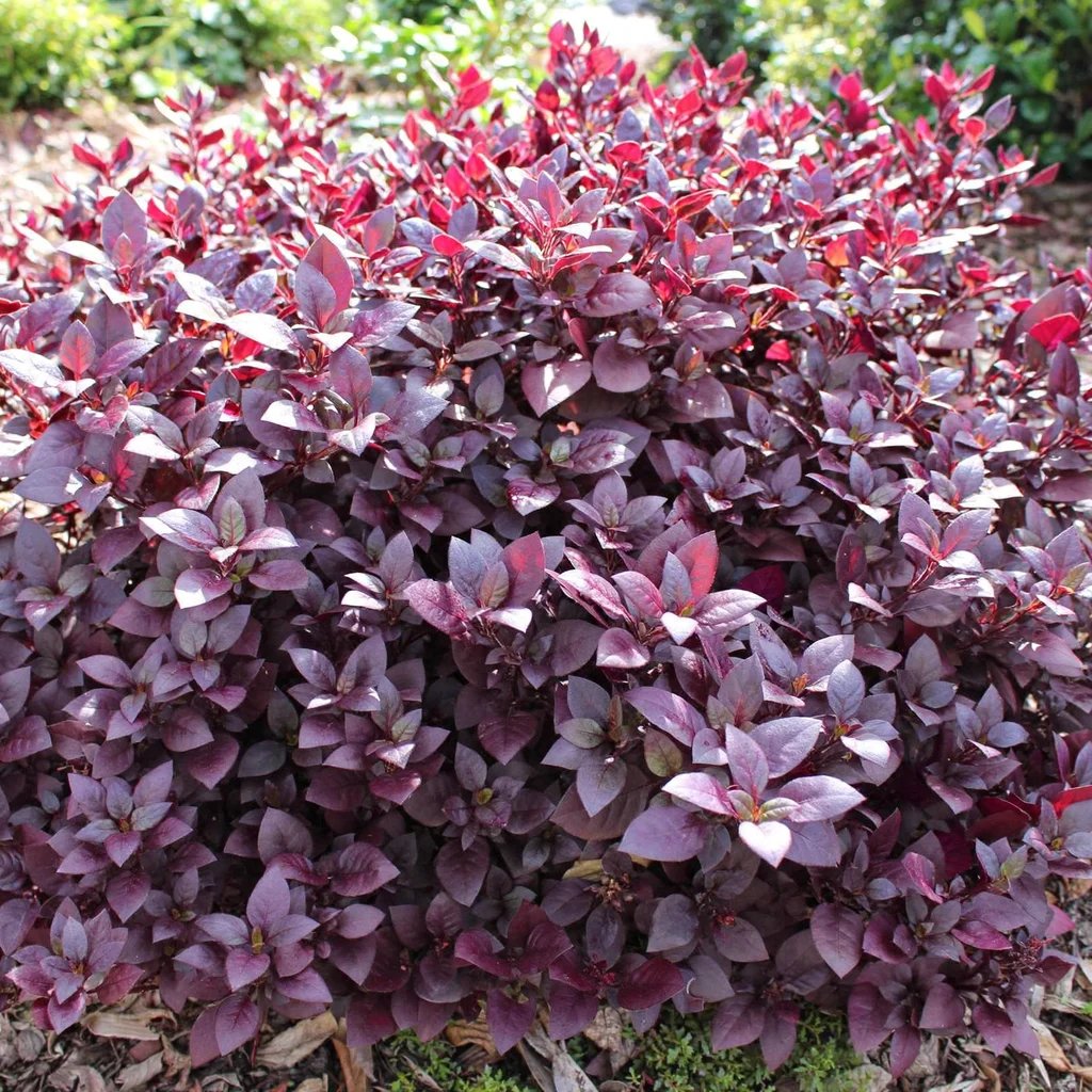 Alternanthera dentata 'Little Ruby'