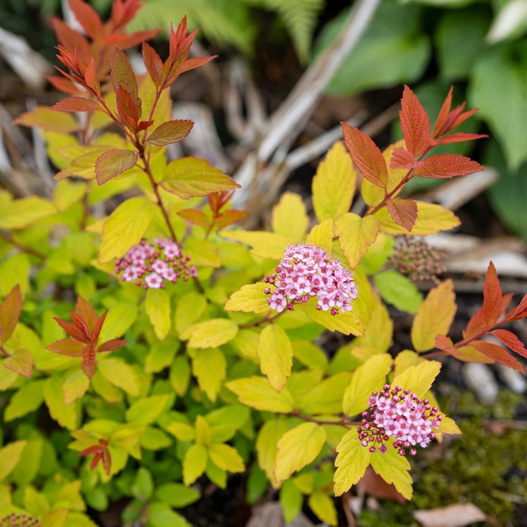 Spiraea japonica 'Firelight'