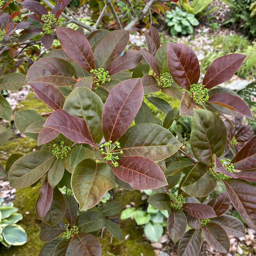 Nyssa sylvatica 'Wildfire'