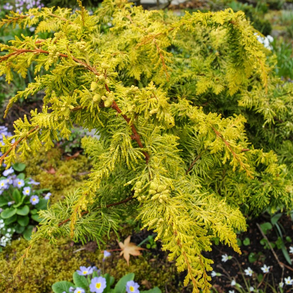 Chamaecyparis obtusa 'Golden Fernspray'