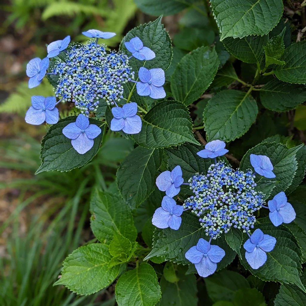 Hydrangea macrophylla 'Blue Wave'