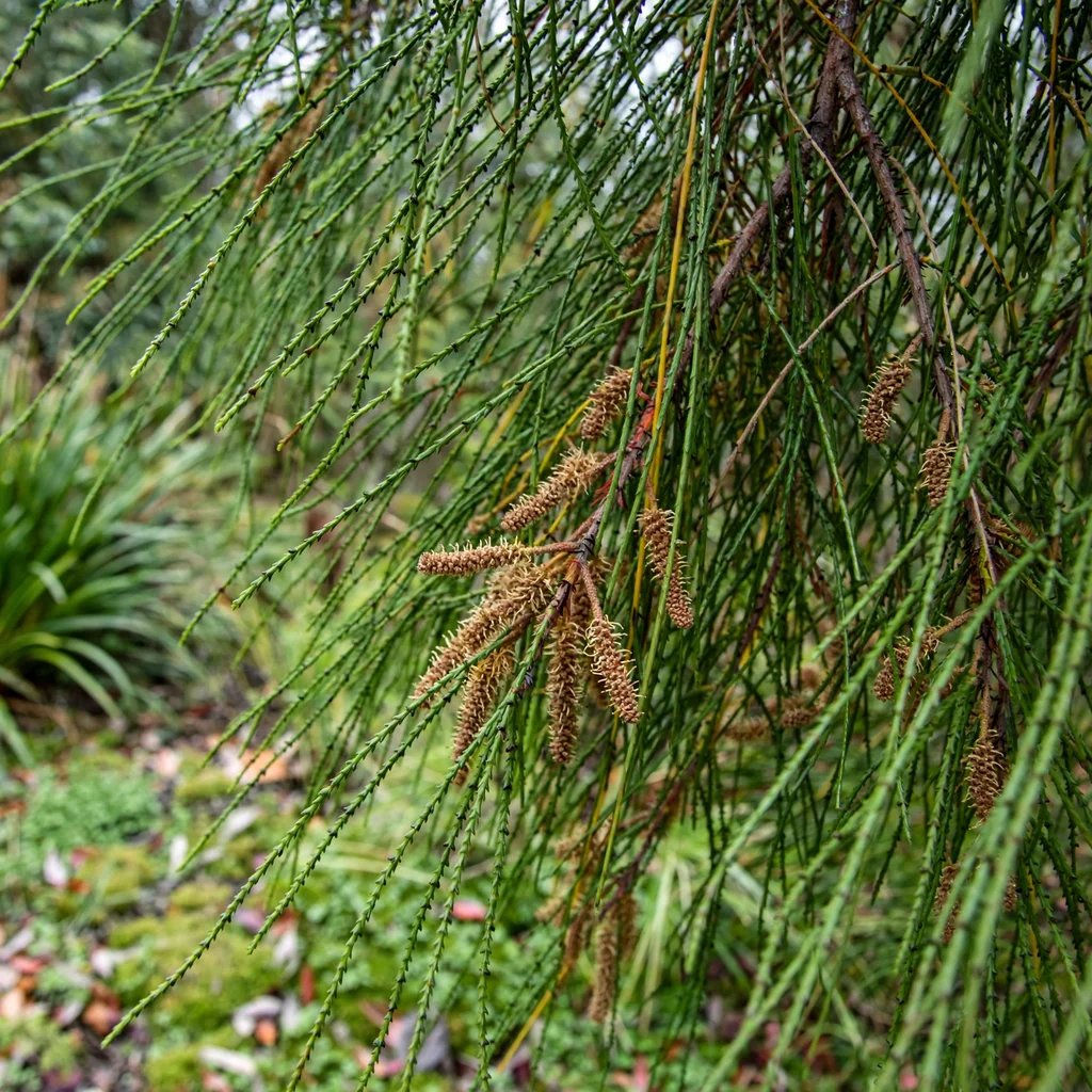 Allocasuarina paradoxa