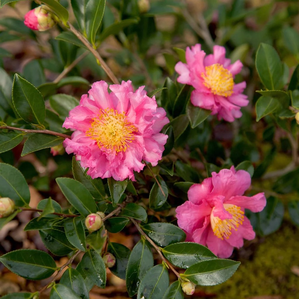 Camellia sasanqua 'October Magic Carpet'