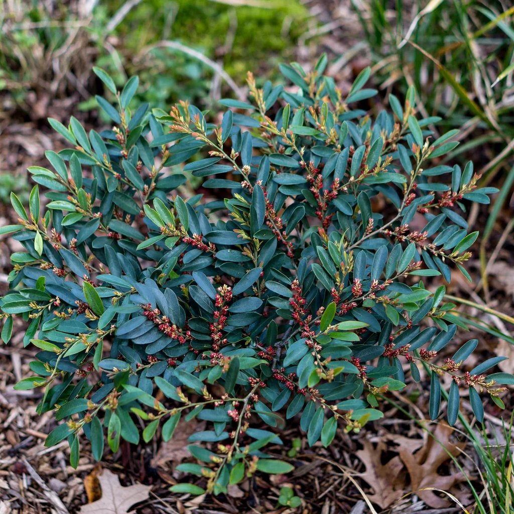Distylium x hybrida 'Blue Cascade'