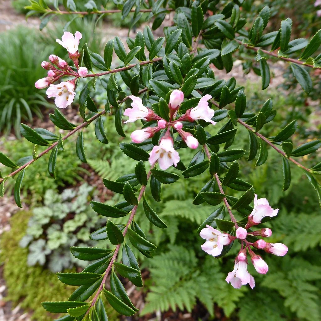 Escallonia × langleyensis 'Apple Blossom'