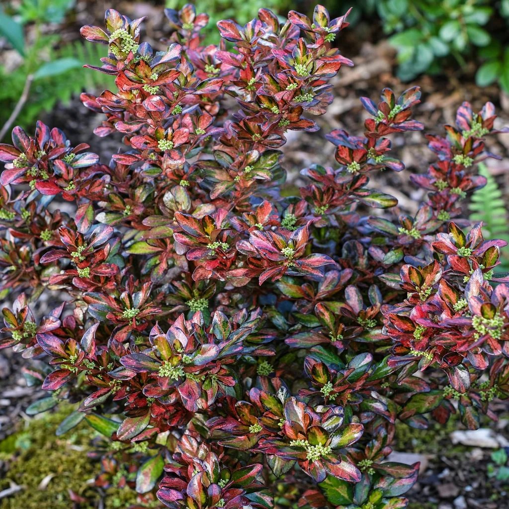 Coprosma repens 'Evening Glow'