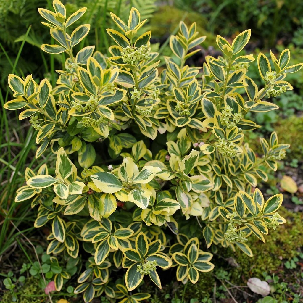 Euonymus fortunei 'Emerald 'n' Gold'