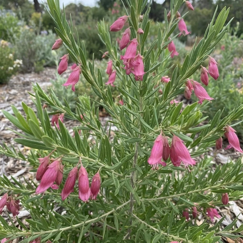 Eremophila racemosa