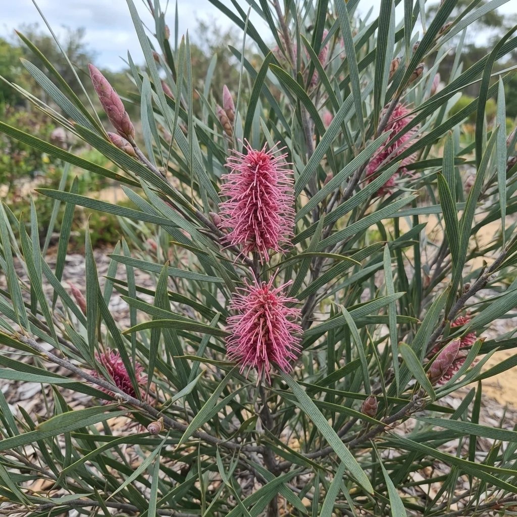 Hakea francisiana