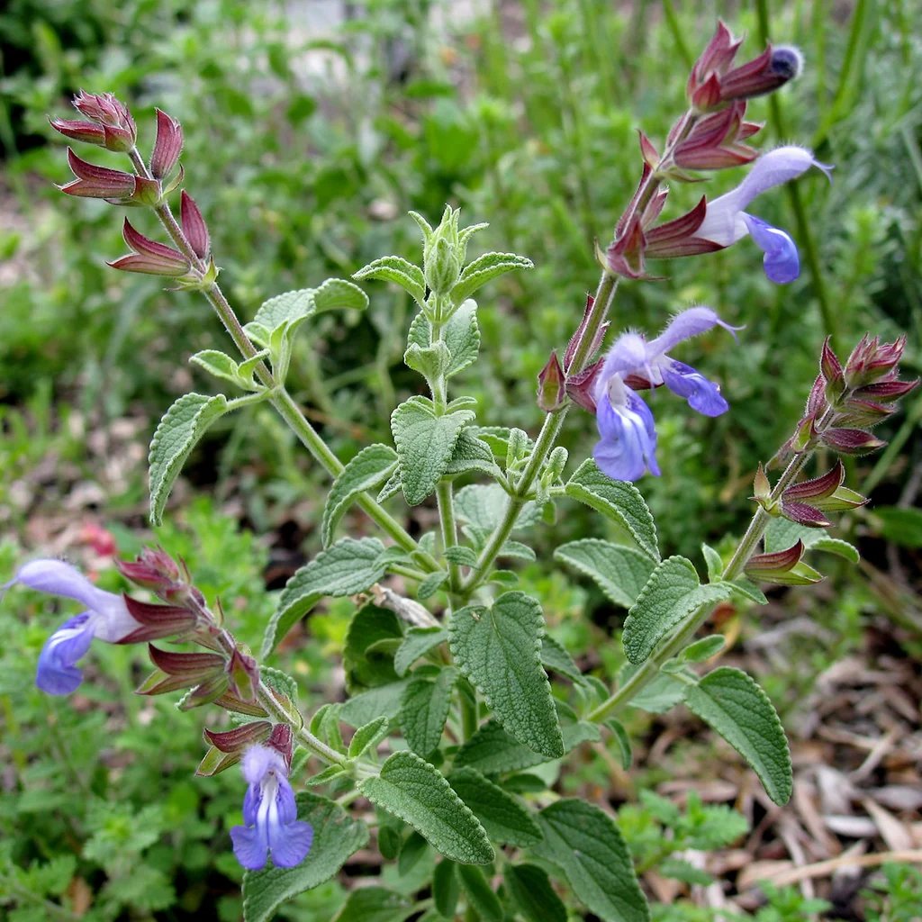 Salvia arrabidae