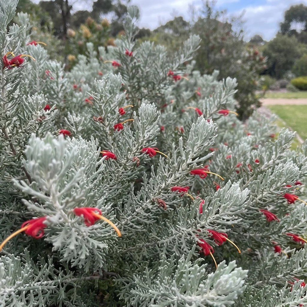 Adenanthos sericeus