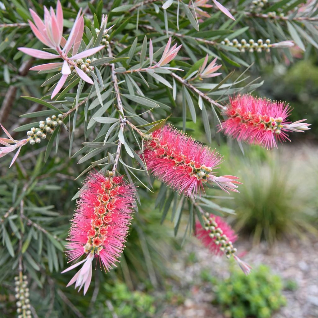 Callistemon salignus 'Perth Pink'