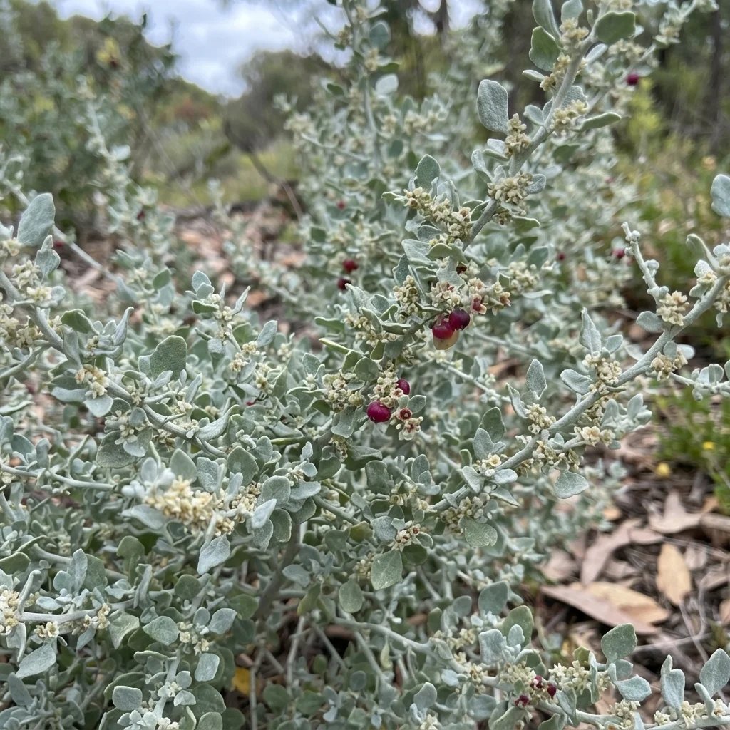 Rhagodia spinescens