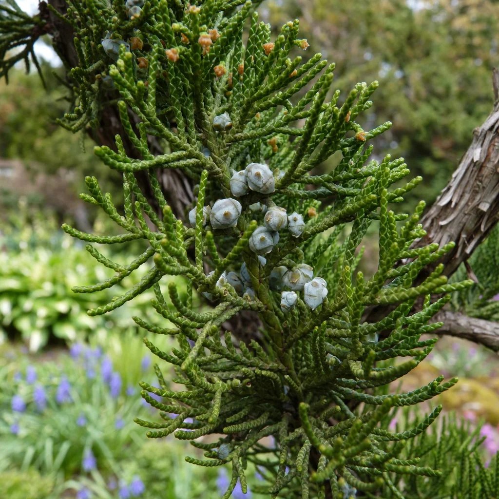 Juniperus chinensis 'Torulosa'