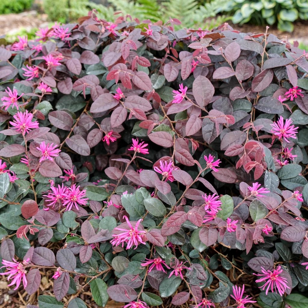 Loropetalum chinense 'China Pink'