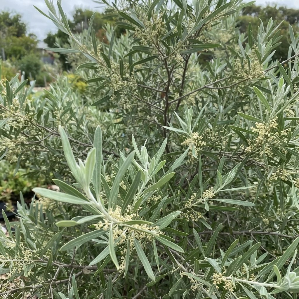 Alectryon oleifolius