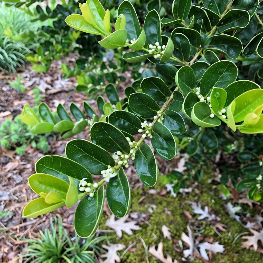 Ilex cornuta 'Carissa'
