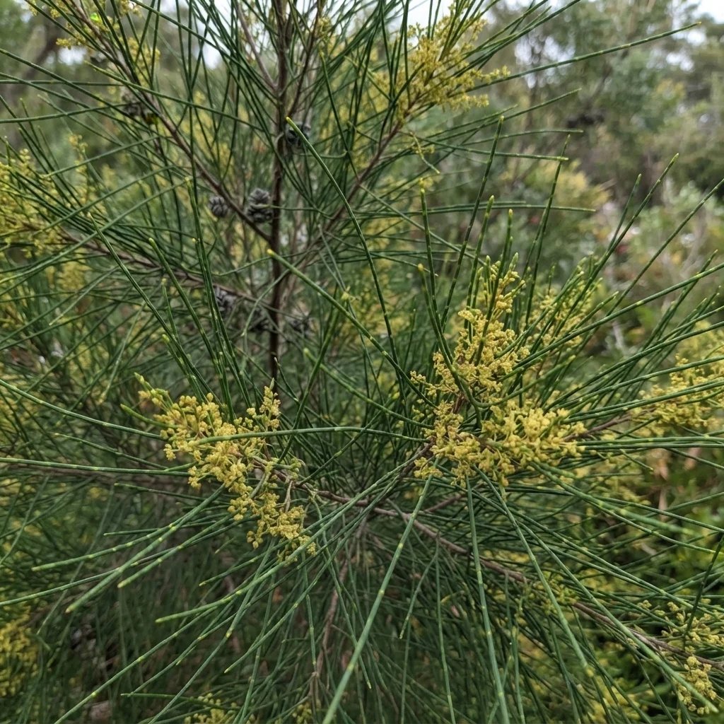 Casuarina cunninghamiana