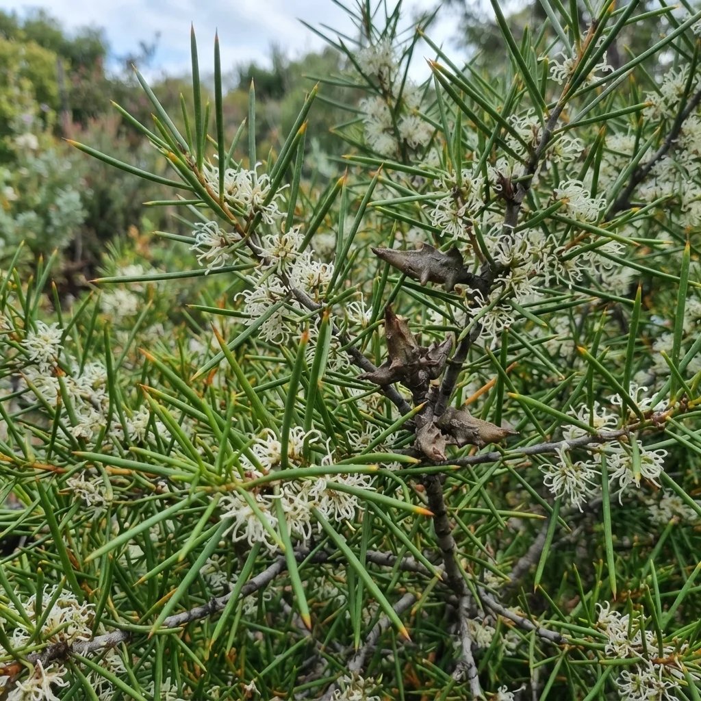 Hakea teretifolia