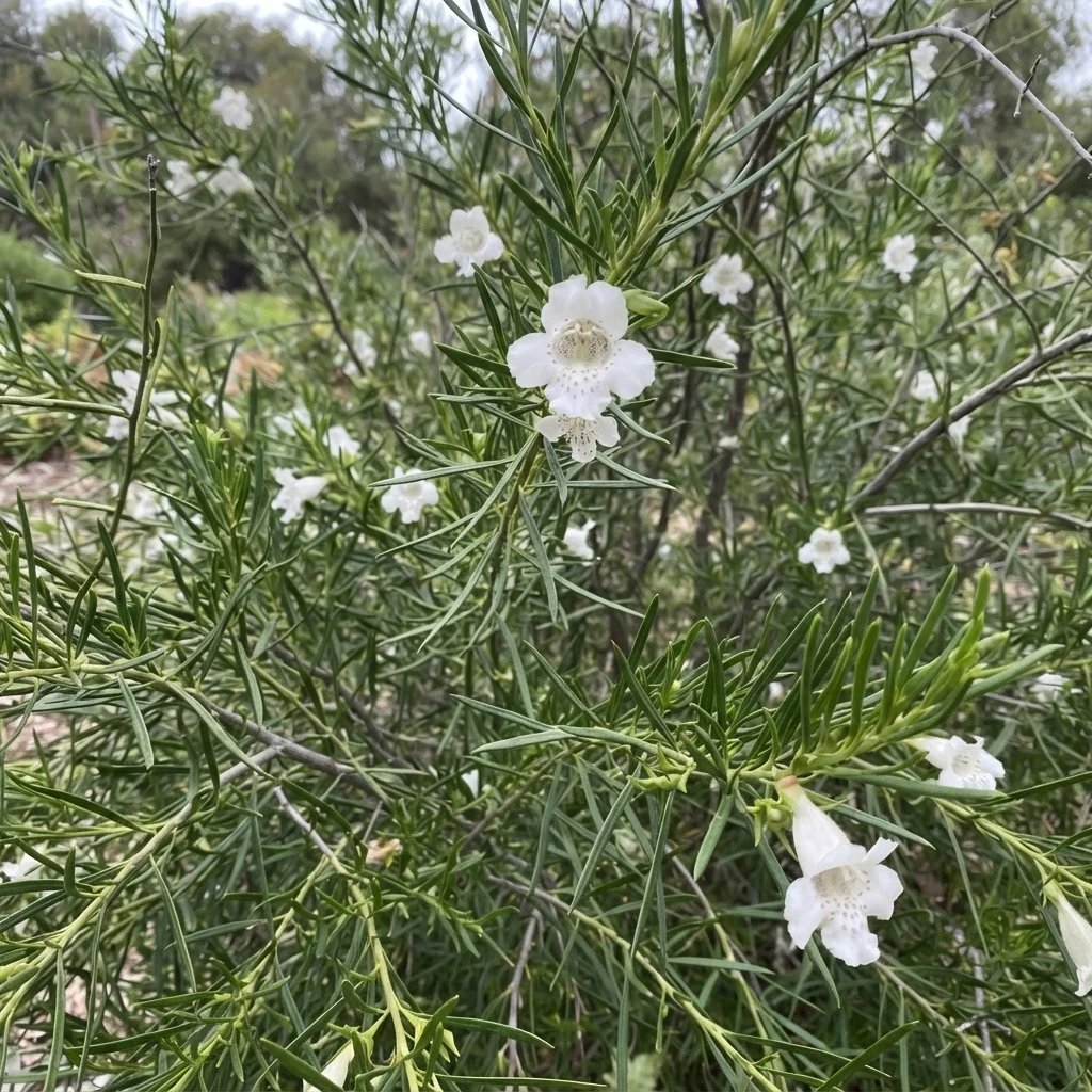 Eremophila polyclada