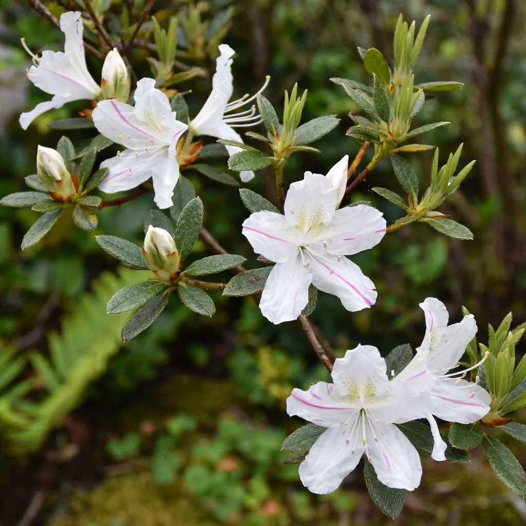 Rhododendron x hybrida 'Roblex'