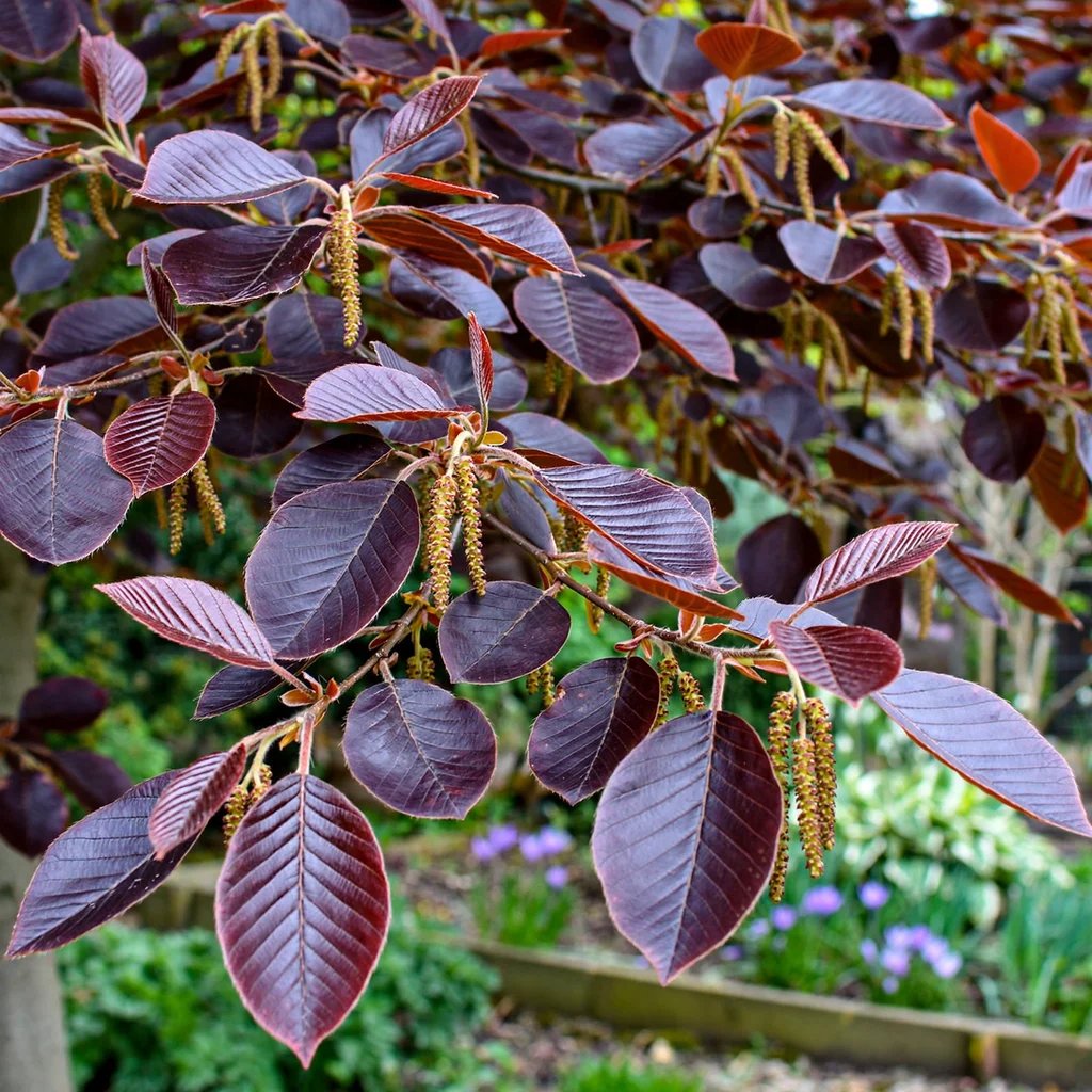 Fagus sylvatica f. purpurea 'f. purpurea'