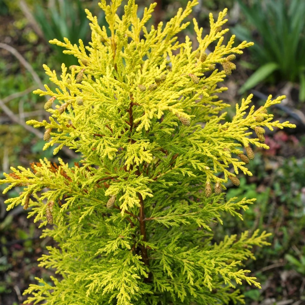 Cupressus macrocarpa 'Goldcrest'