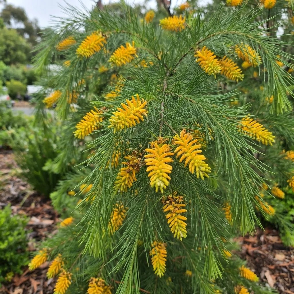 Persoonia pinifolia