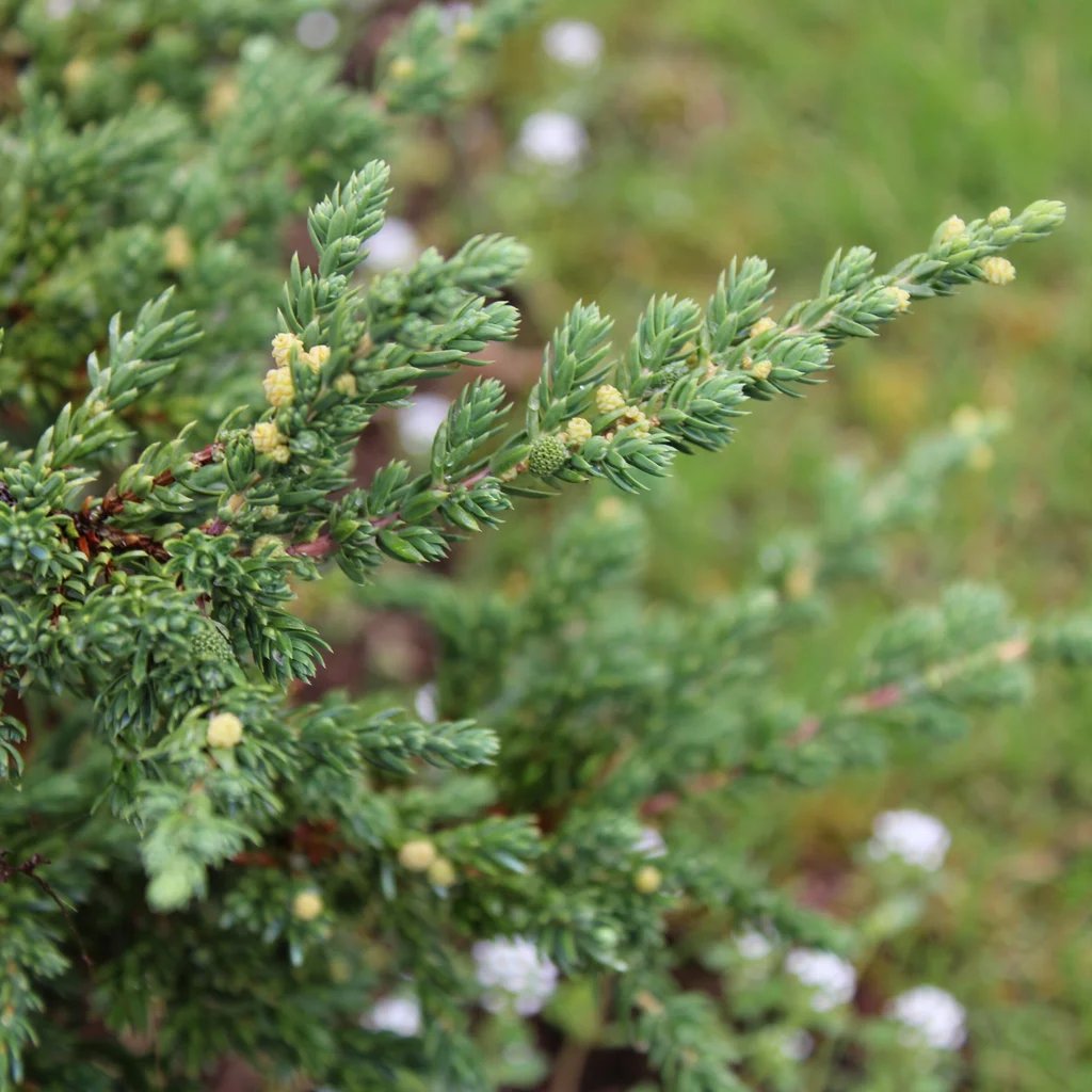 Juniperus communis 'Hibernica'