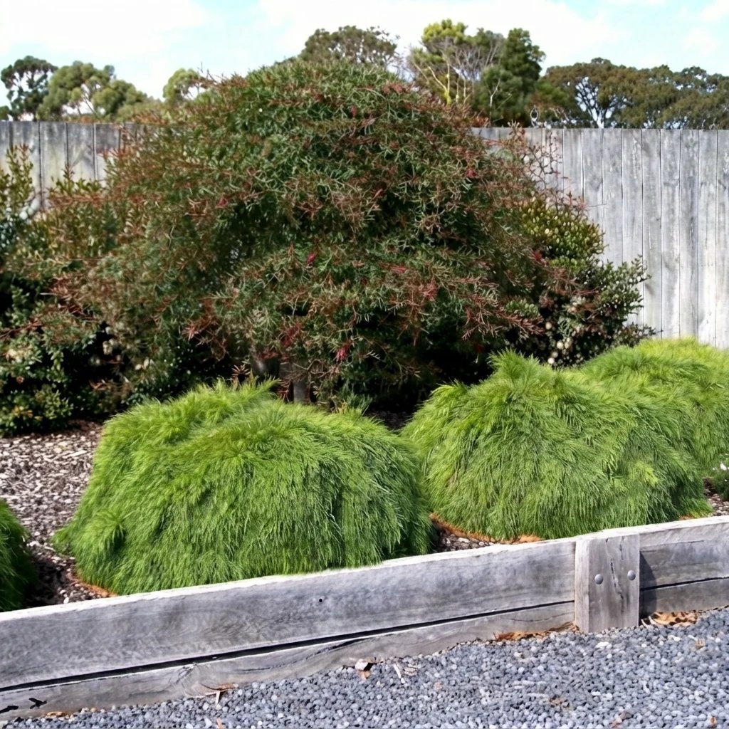 Acacia cognata 'Limelight'