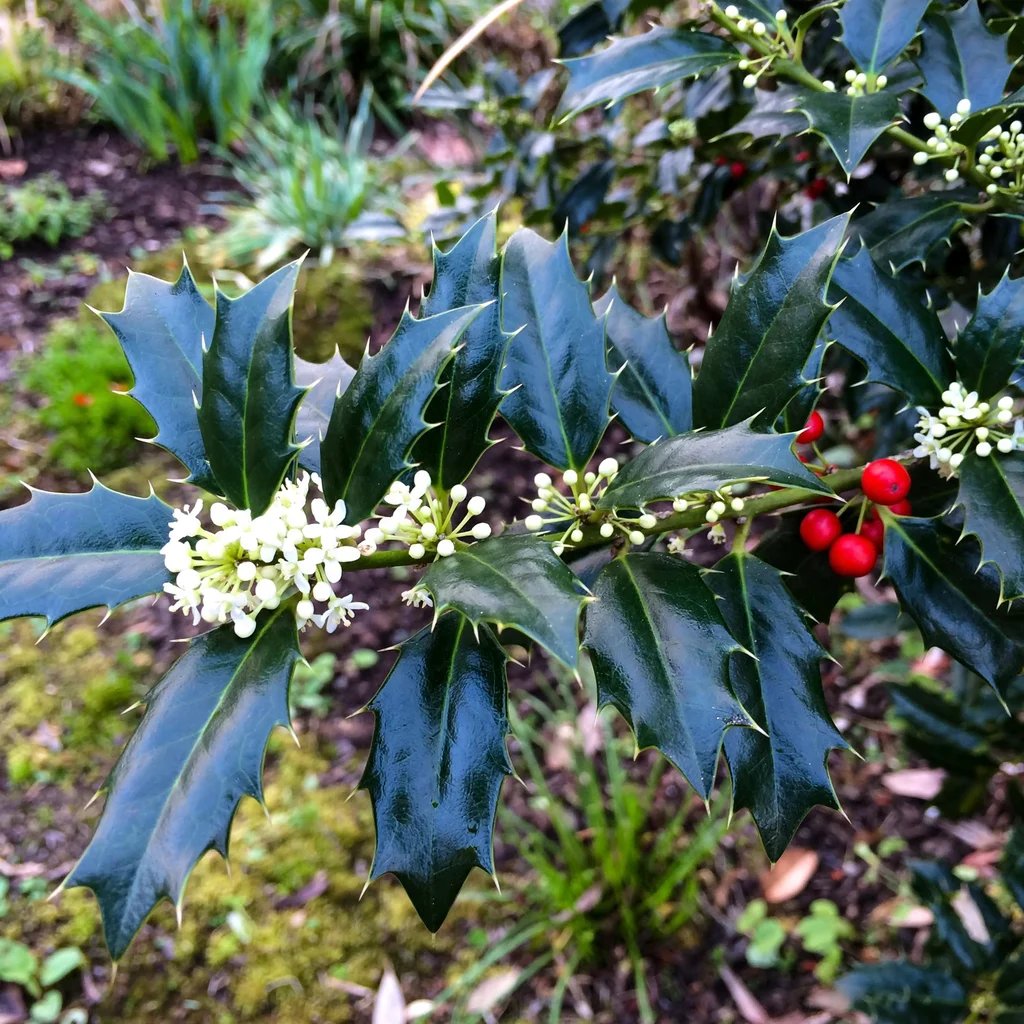 Ilex x hybrida 'Mary Nell'