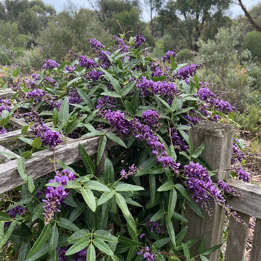 Hardenbergia comptoniana