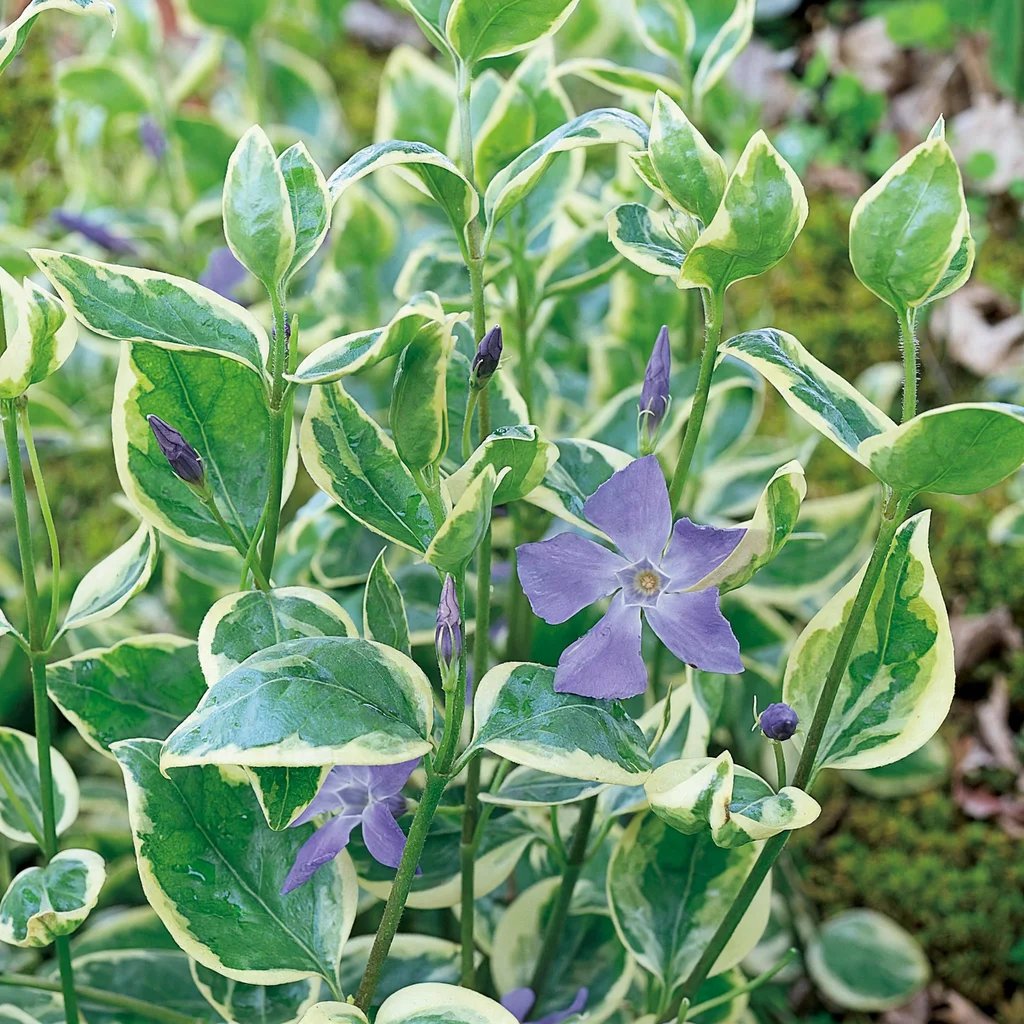 Vinca major 'Variegata'