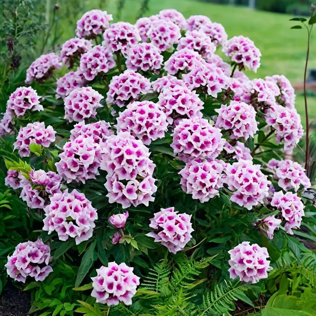 Phlox paniculata 'Bright Eyes'