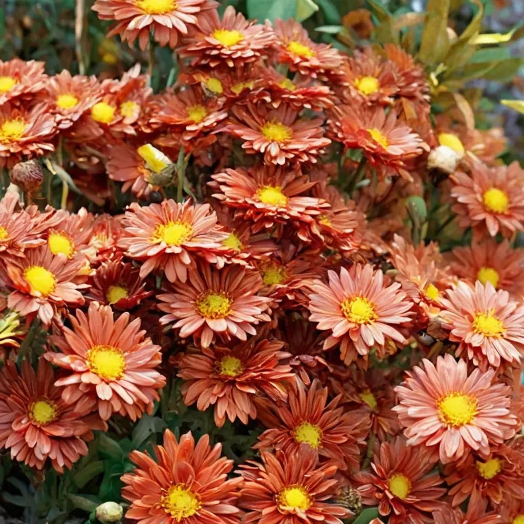 Chrysanthemum x morifolium 'Bronze Daisy Mammoth Mum'