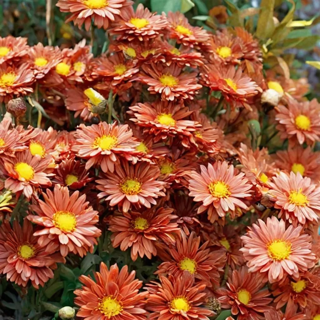 Chrysanthemum x morifolium 'Bronze Daisy Mammoth Mum'