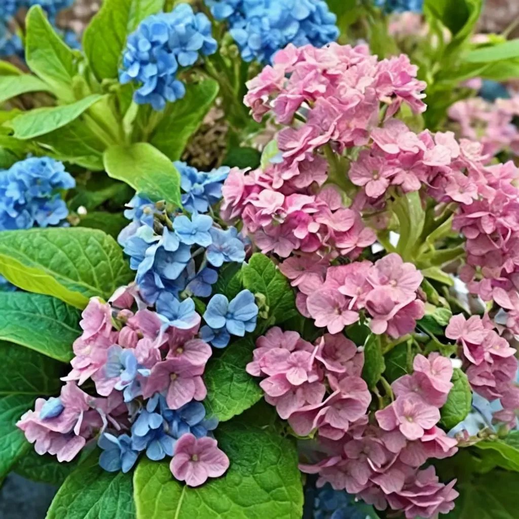 Hydrangea macrophylla 'Confetti'