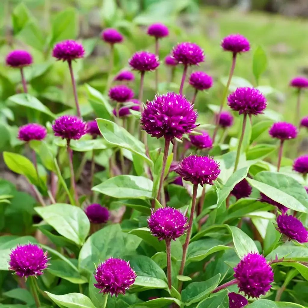 Gomphrena globosa