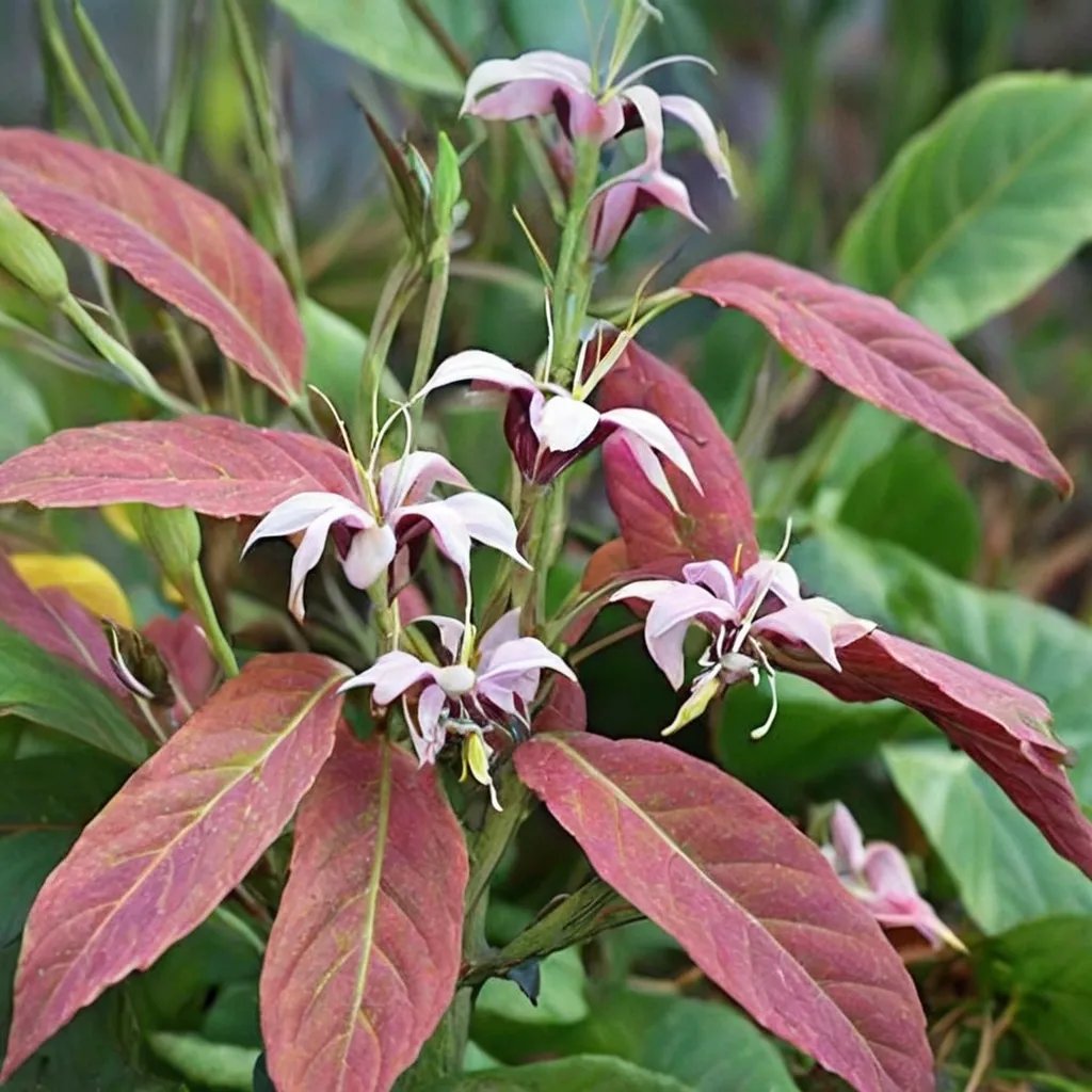 Epimedium acuminatum 'Ruby Shan'
