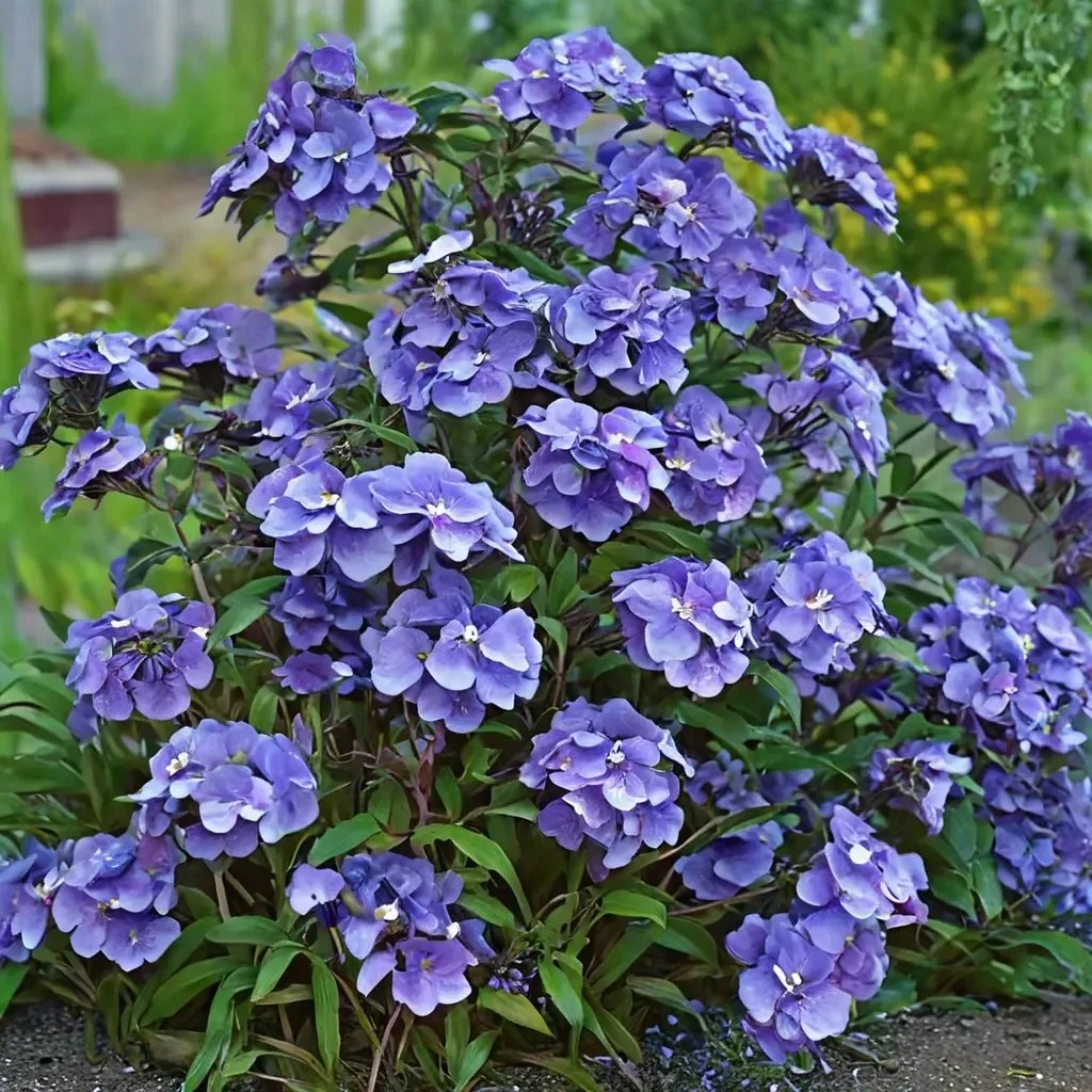 Phlox paniculata 'Blue Paradise'