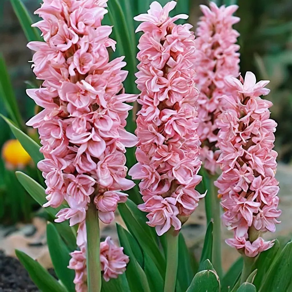 Hyacinthus orientalis 'Anna Marie'