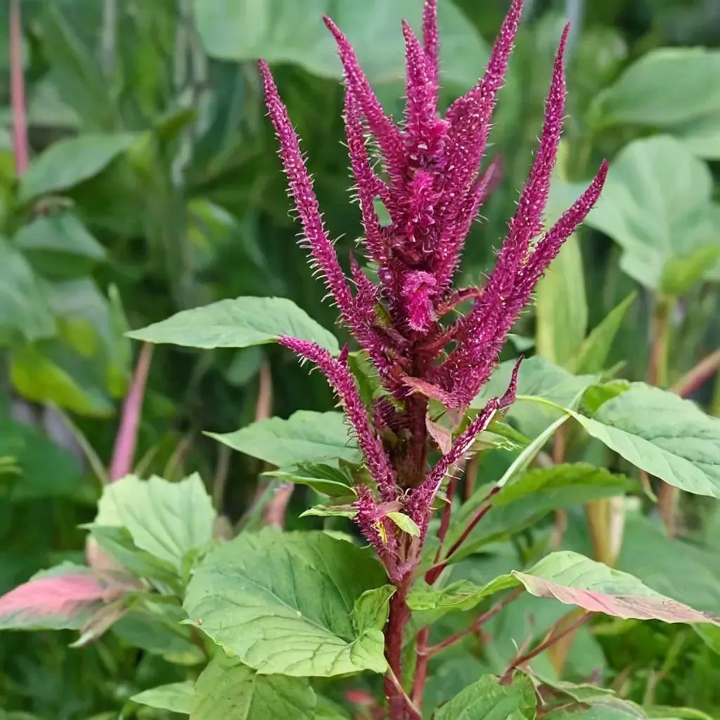 Amaranthus cruentus