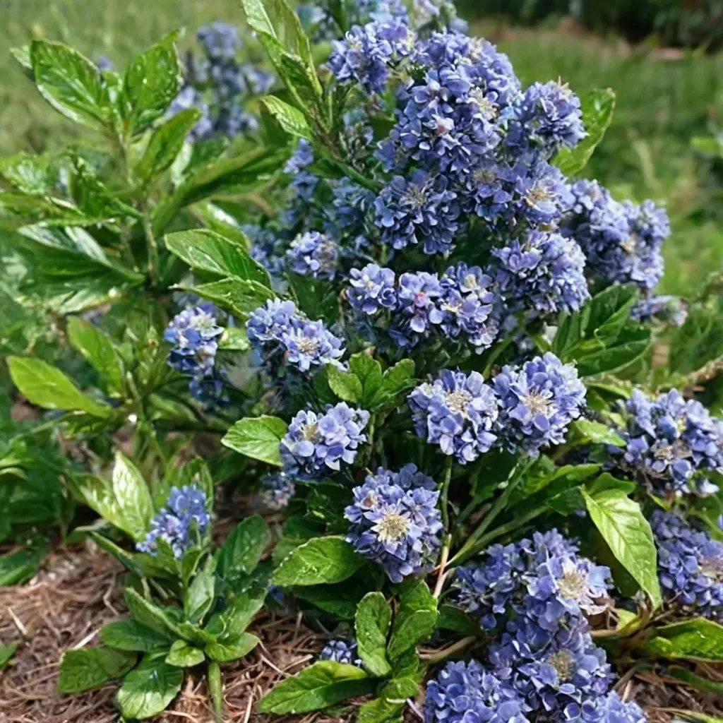 Ceanothus griseus 'Victoria'